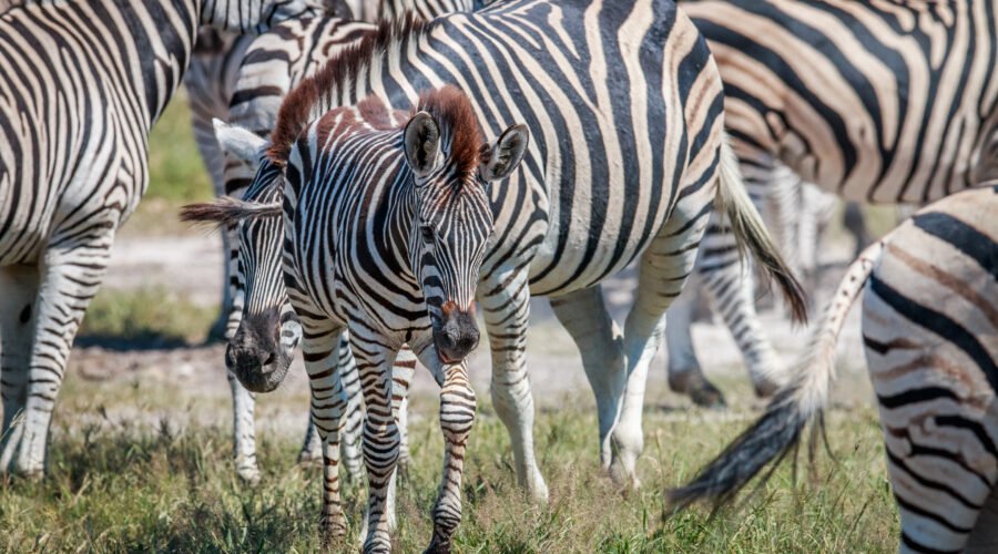 Ultimate 12 Days Ultimate Luxury Tanzania Safari – 1 Extraordinary African Escape 2026, 2027 & 2028