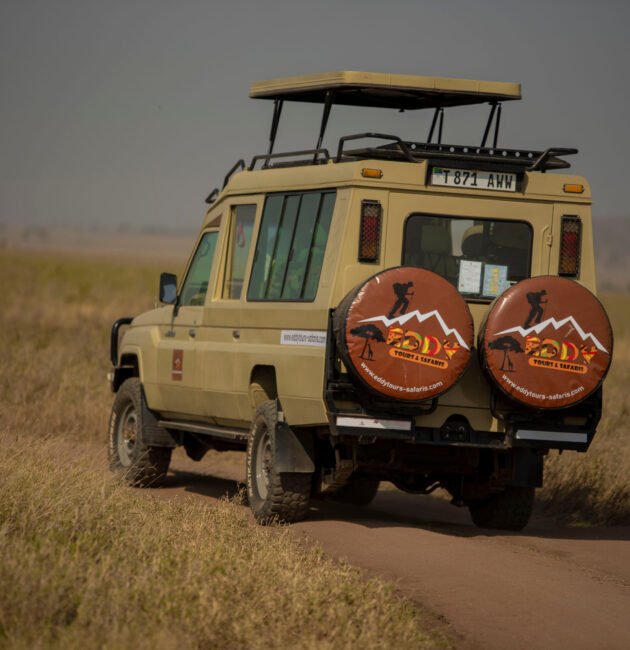 Affordable Tanzania Safari Packages from Texas 2026, 2027 & 2028 – 7 Best Tours