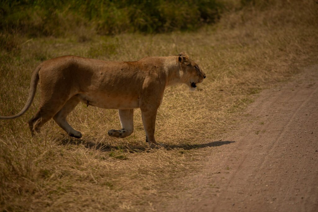 See the Big Five in Just One Week: Tanzania's Most Rewarding Safari 2026, 2027 & 2028 See the Big Five in Just One Week: Tanzania's Most Rewarding Safari 2026, 2027 & 2028
