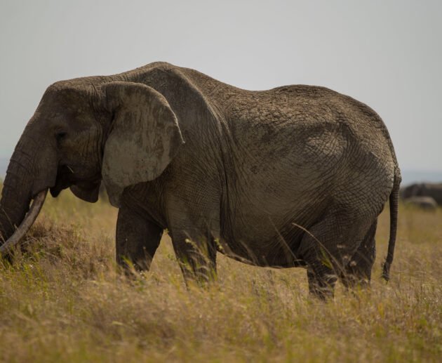 Big Five Safari in Tanzania: Where to See Lions, Leopards and Elephants 2026, 2027 & 2028