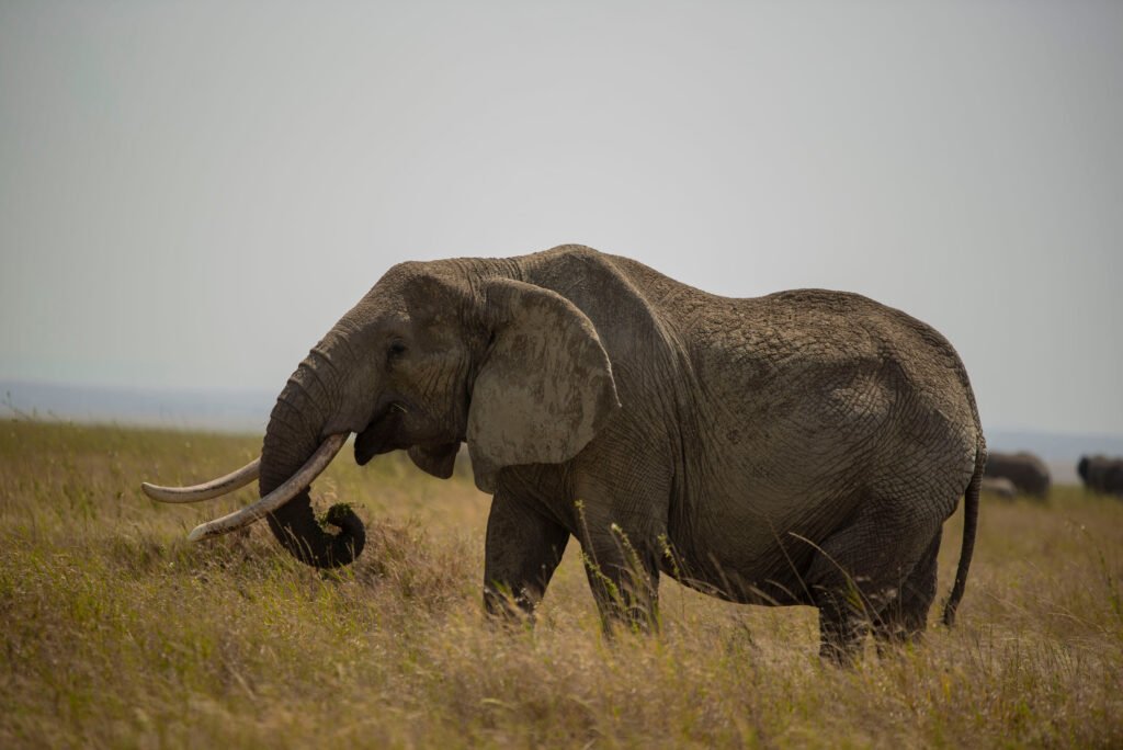 See the Big Five in Just One Week: Tanzania's Most Rewarding Safari 2026, 2027 & 2028 See the Big Five in Just One Week: Tanzania's Most Rewarding Safari 2026, 2027 & 2028