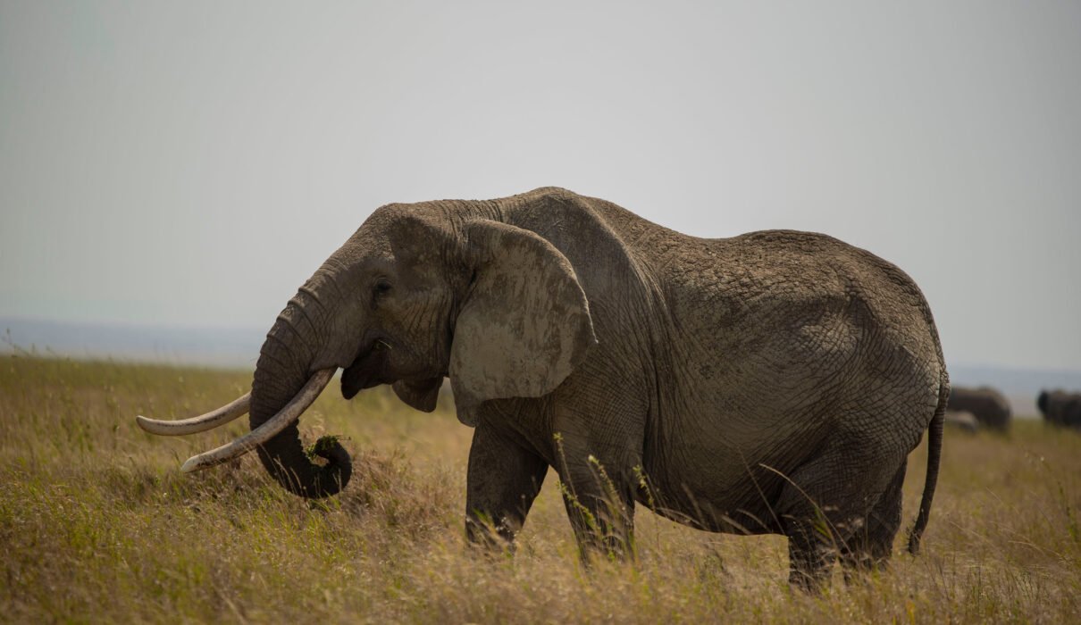 See the Big Five in Just One Week: Tanzania's Most Rewarding Safari 2026, 2027 & 2028