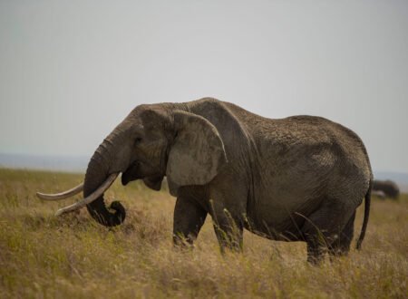 See the Big Five in Just One Week: Tanzania's Most Rewarding Safari 2026, 2027 & 2028