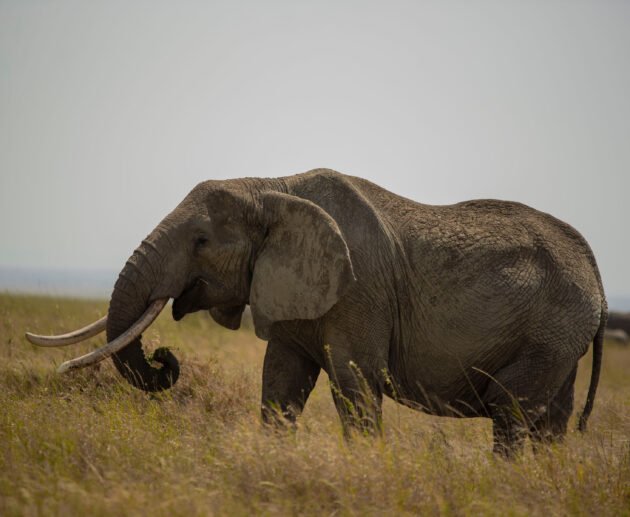 See the Big Five in Just One Week: Tanzania's Most Rewarding Safari 2026, 2027 & 2028