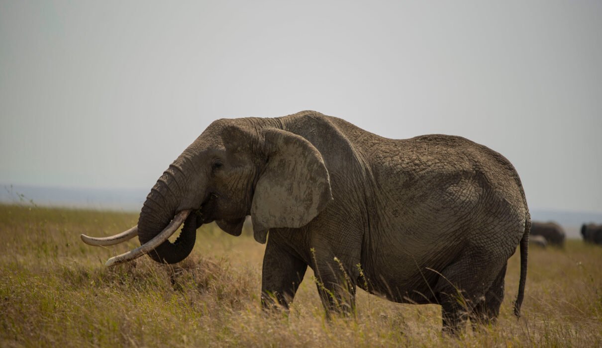 Wildlife Conservation (Dealings in Trophies) 2026, 2027 & 2028