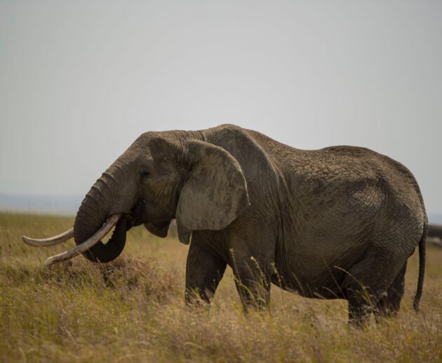 Wildlife Conservation (Dealings in Trophies) 2026, 2027 & 2028