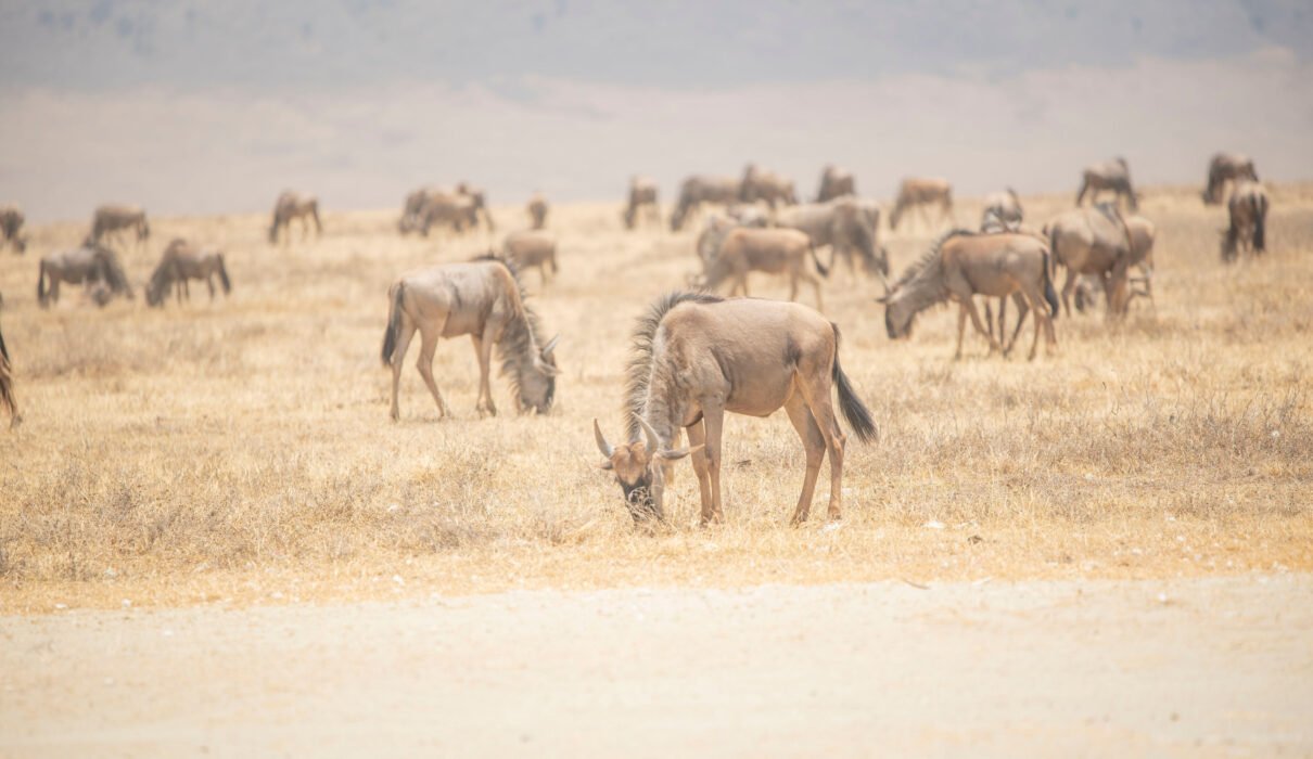 Tanzania Great Migration Safari from USA – 2026, 2027 & 2028 Costs