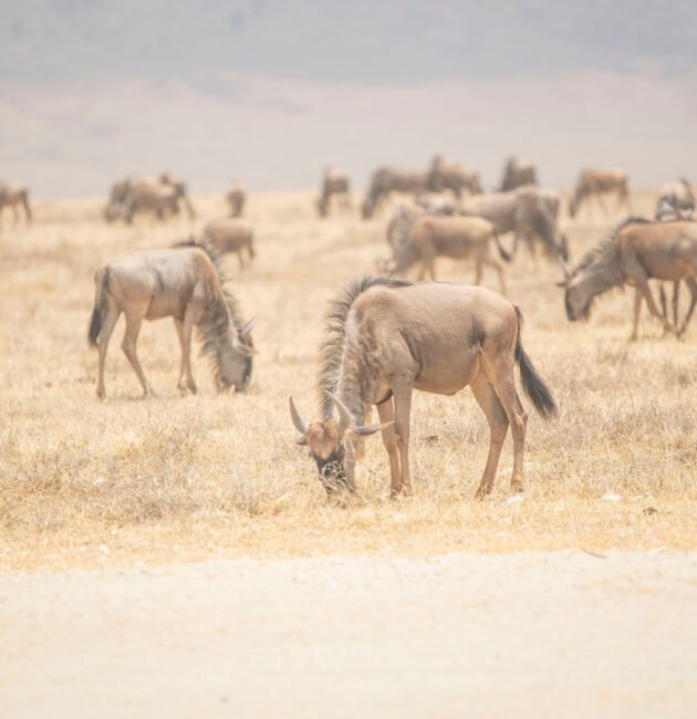 Tanzania Great Migration Safari from USA – 2026, 2027 & 2028 Costs