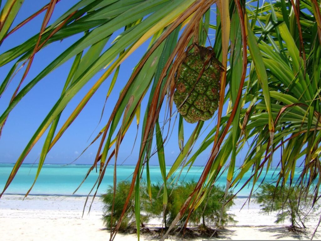 Get Your Personalized Zanzibar Holidays Quote Within 30 Minutes – Under $1,000 Per Person 2026, 2027 & 2028