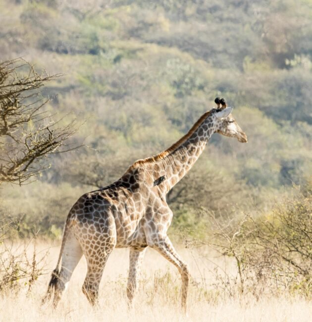 South Africa Experiences Safari 2026, 2027 & 2028