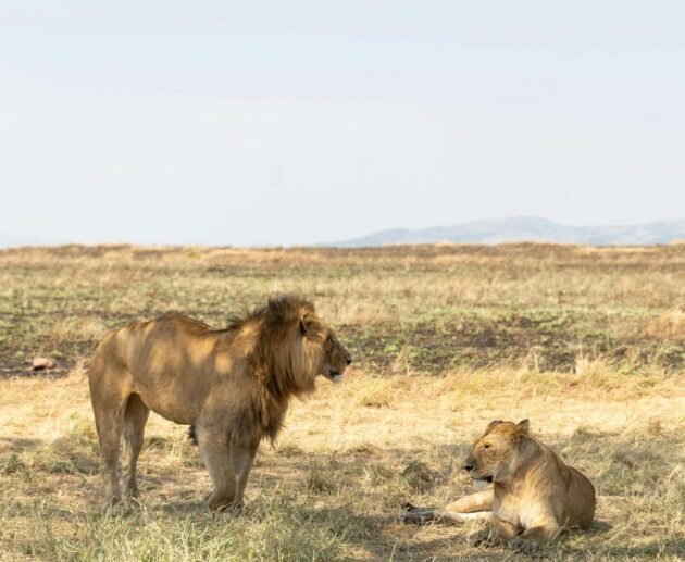 Best Tanzania Safari Experiences for Couples 2026, 2027 & 2028
