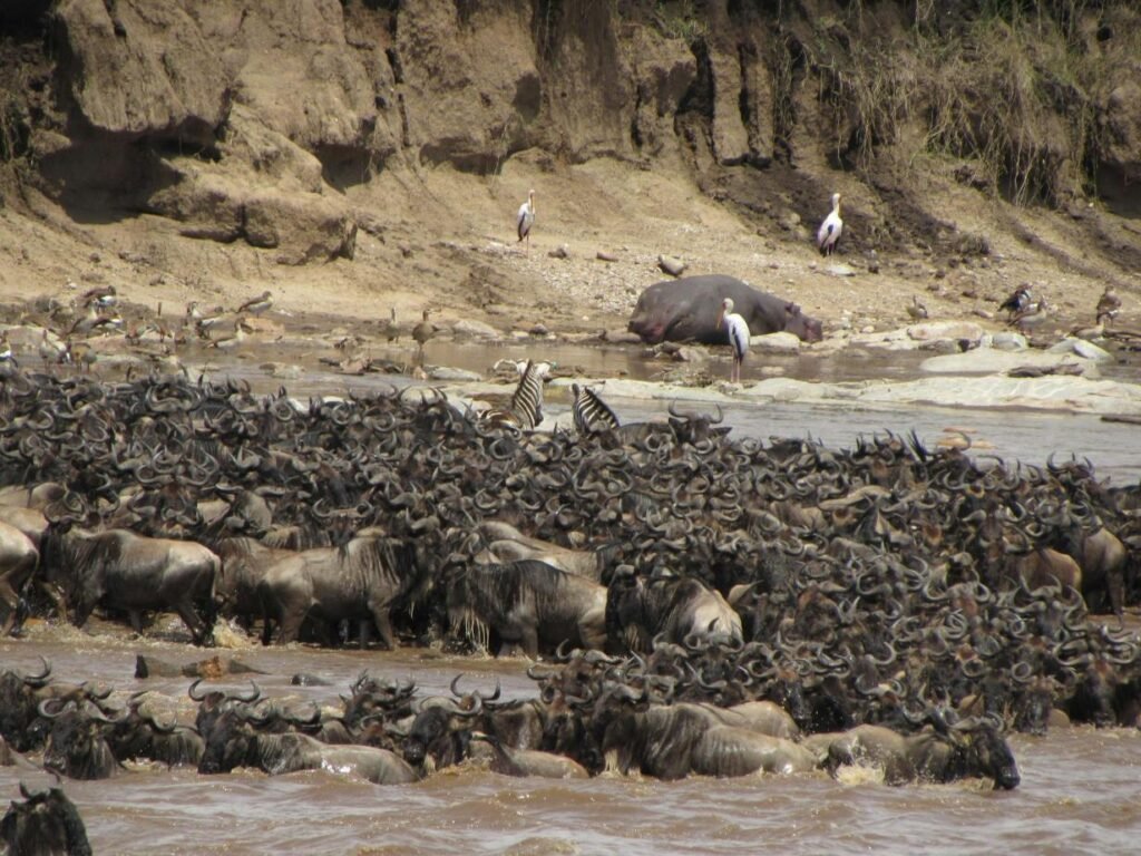 Tanzania Great Migration Safari from Geneva 2026, 2027 & 2028