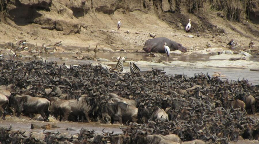 Tanzania Great Migration Safari from Geneva 2026, 2027 & 2028
