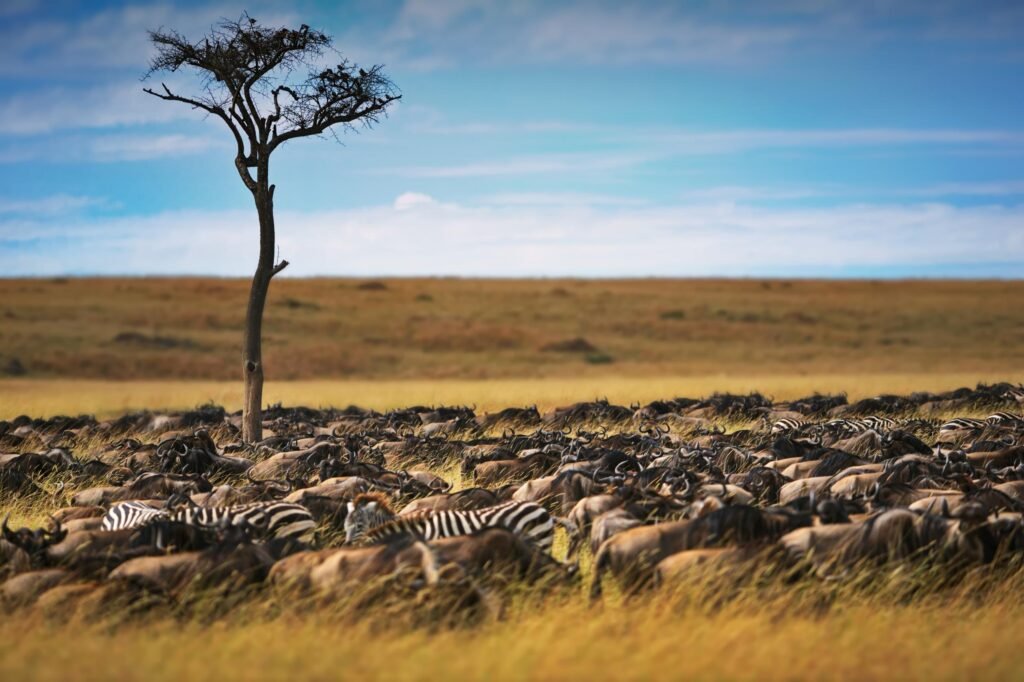 Tanzania Great Migration Safari Packages & Prices 2026, 2027 & 2028