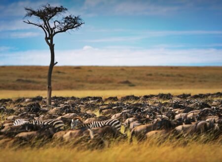 Tanzania Great Migration Safari Packages & Prices 2026, 2027 & 2028