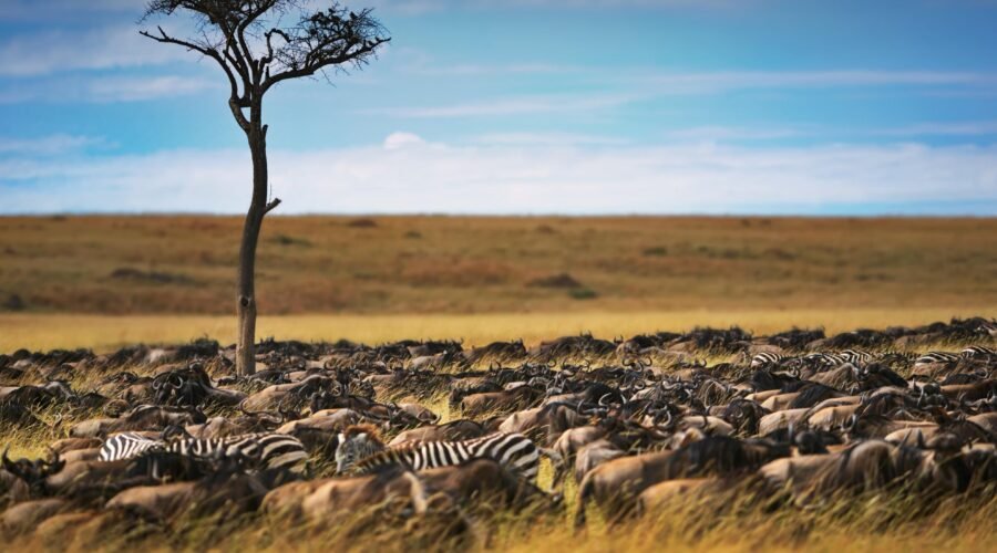 Tanzania Great Migration Safari Packages & Prices 2026, 2027 & 2028