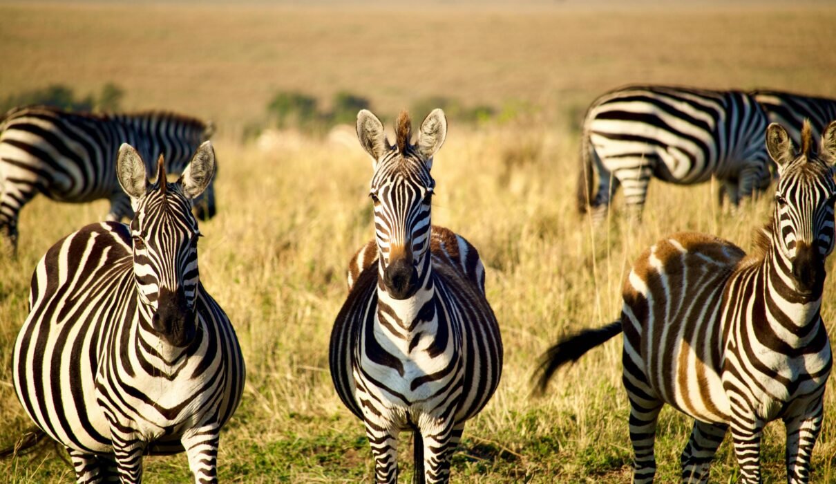 How Much Does a Tanzania Safari Cost in 2026, 2027 & 2028?