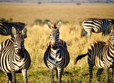 How Much Does a Tanzania Safari Cost in 2026, 2027 & 2028?