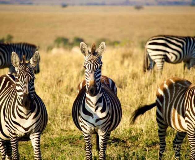 How Much Does a Tanzania Safari Cost in 2026, 2027 & 2028?