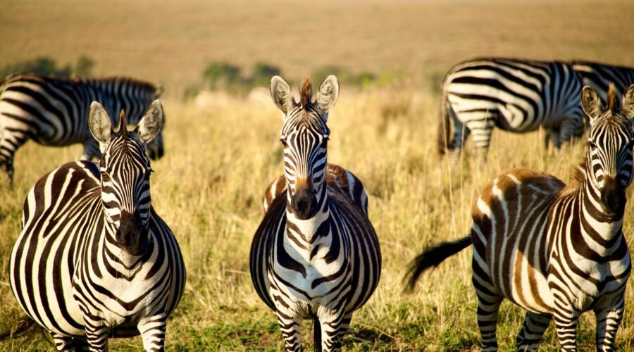 How Much Does a Tanzania Safari Cost in 2026, 2027 & 2028?