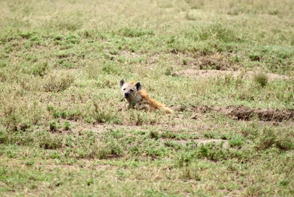 Get Your Personalized Tanzania Safari Quote Within 30 Minutes for 2026, 2027 & 2028