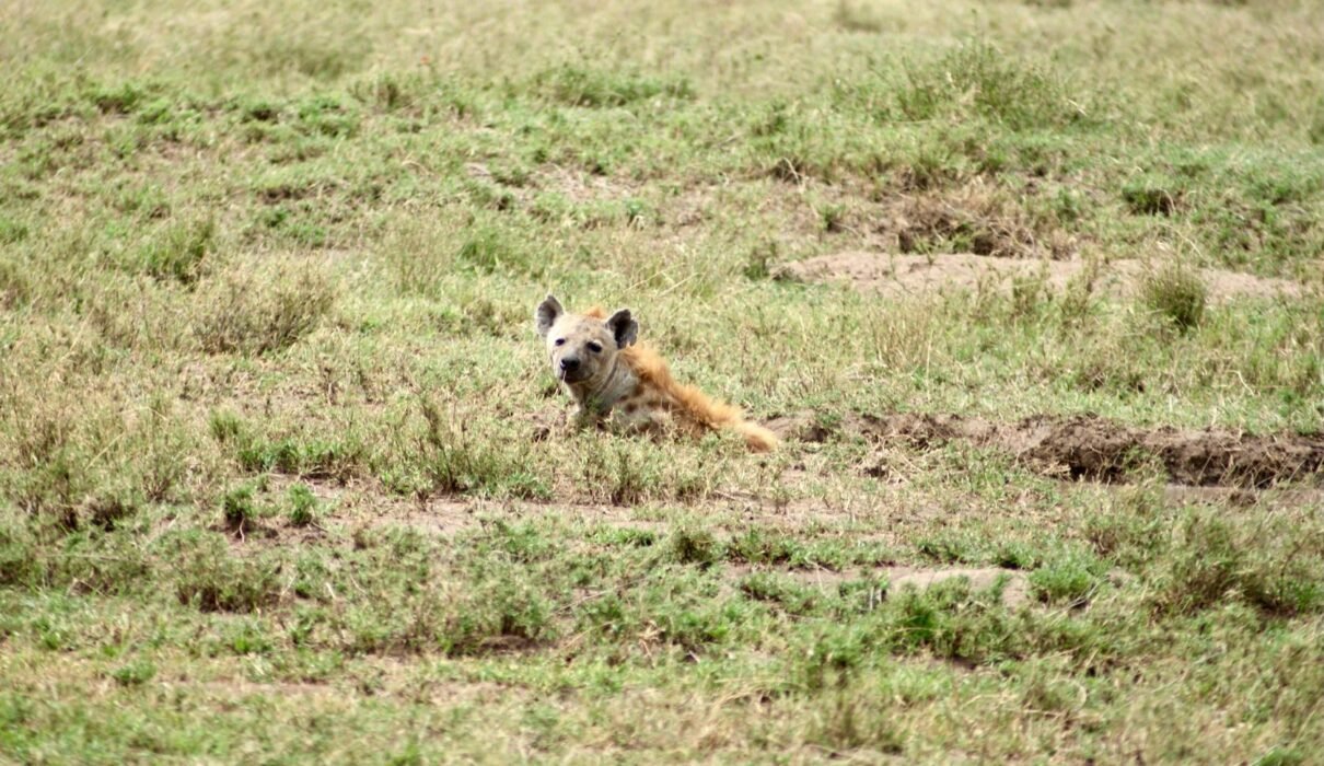Get Your Personalized Tanzania Safari Quote Within 30 Minutes for 2026, 2027 & 2028