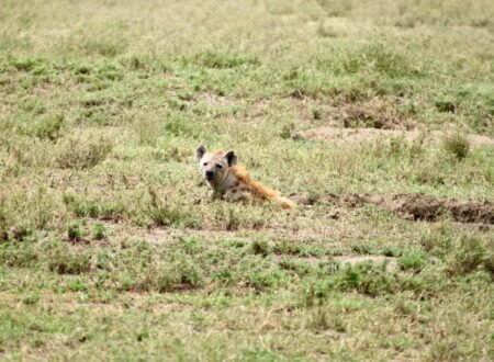 Get Your Personalized Tanzania Safari Quote Within 30 Minutes for 2026, 2027 & 2028
