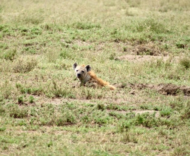 Get Your Personalized Tanzania Safari Quote Within 30 Minutes for 2026, 2027 & 2028