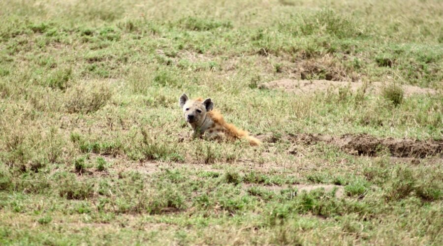Get Your Personalized Tanzania Safari Quote Within 30 Minutes for 2026, 2027 & 2028