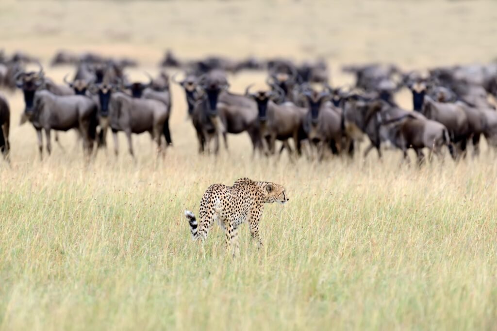 Tanzania Great Migration Safari from Geneva 2026, 2027 & 2028