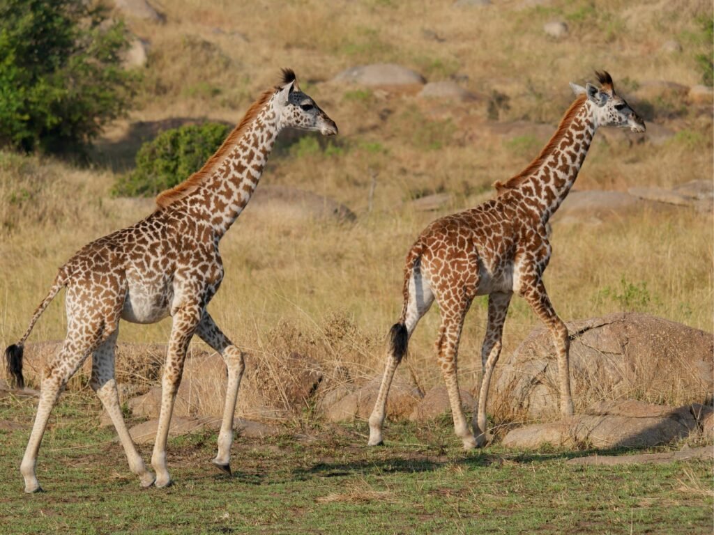 10-Day Tanzania Safari and Zanzibar Beach Holiday 2026, 2027 & 2028