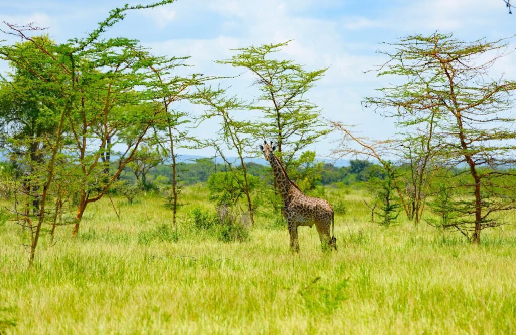Top Luxury Safari Lodges in Serengeti and Ngorongoro 2026, 2027 & 2028