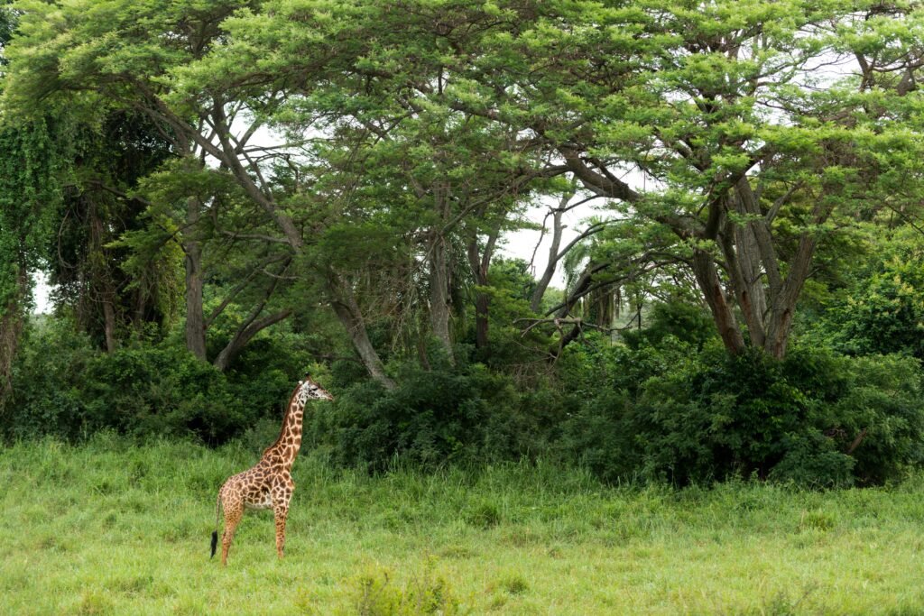 Tanzania Safari and Zanzibar Escape: The Perfect Bush-to-Beach Holiday 2026, 2027 & 2028
