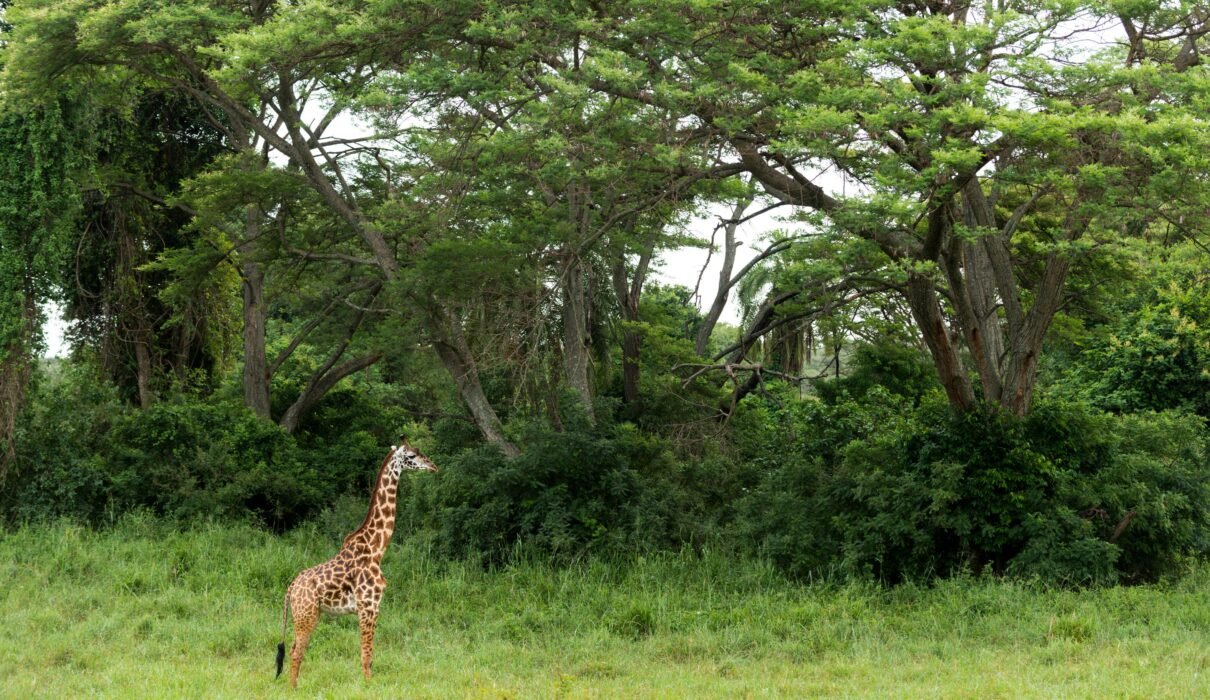 Tanzania Safari and Zanzibar Escape: The Perfect Bush-to-Beach Holiday 2026, 2027 & 2028