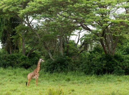 Tanzania Safari and Zanzibar Escape: The Perfect Bush-to-Beach Holiday 2026, 2027 & 2028