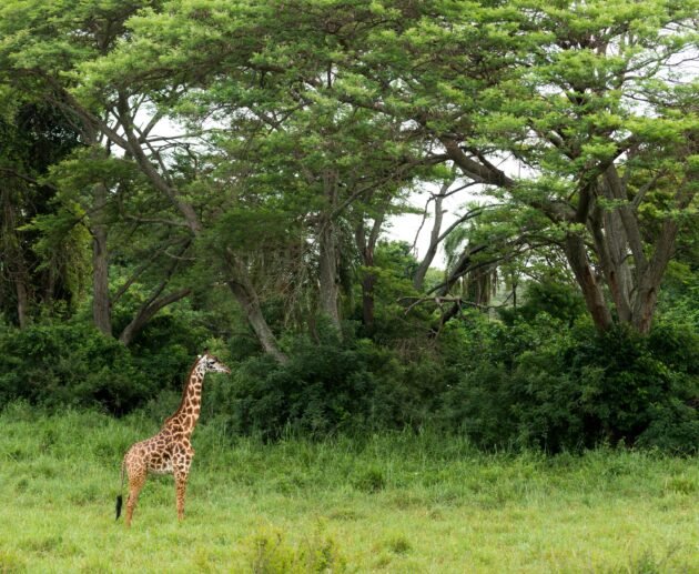 Tanzania Safari and Zanzibar Escape: The Perfect Bush-to-Beach Holiday 2026, 2027 & 2028