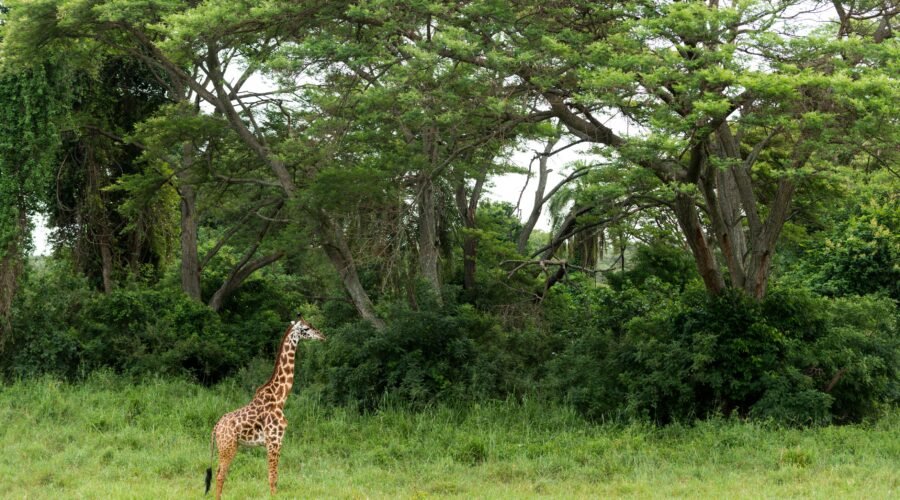 Tanzania Safari and Zanzibar Escape: The Perfect Bush-to-Beach Holiday 2026, 2027 & 2028