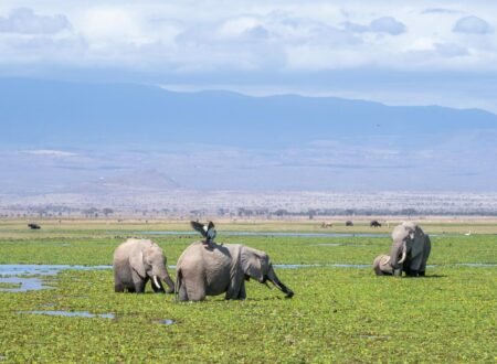 Private Tanzania Safari Tours with Expert Guides 2026, 2027 & 2028