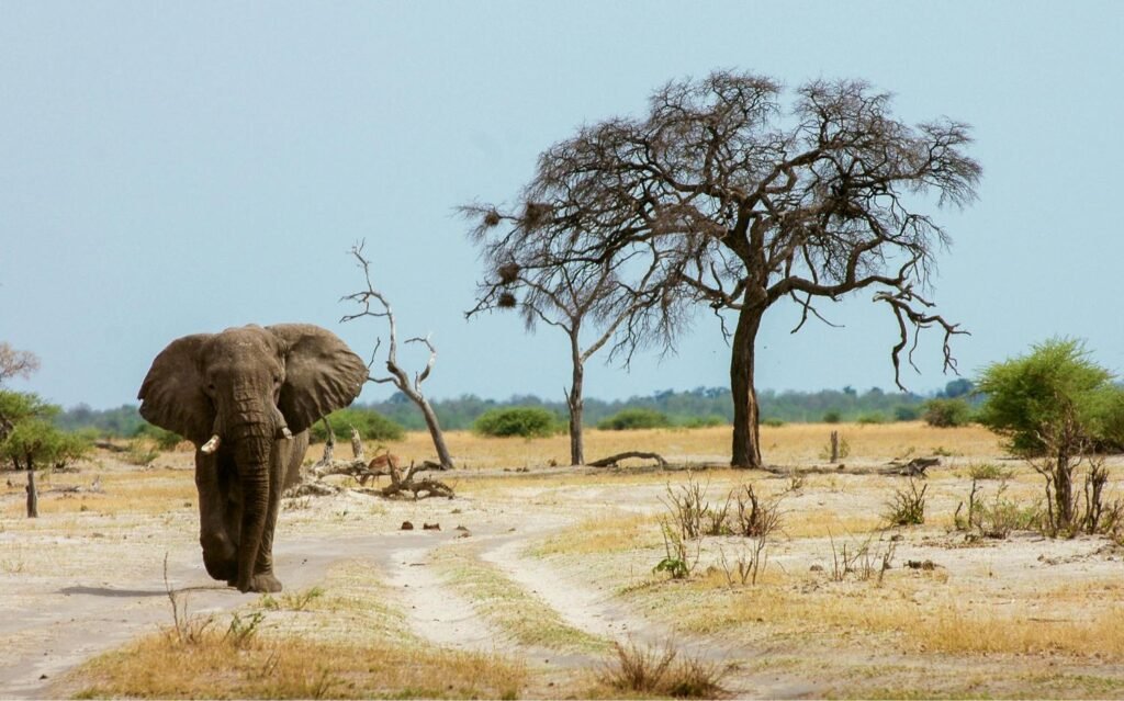 Luxury Tanzania Safari Packages: Serengeti, Ngorongoro & Tarangire 2026, 2027 & 2028