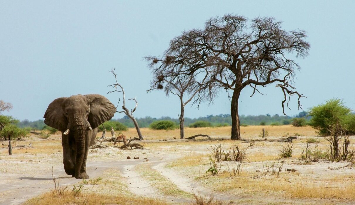 Luxury Tanzania Safari Packages: Serengeti, Ngorongoro & Tarangire 2026, 2027 & 2028