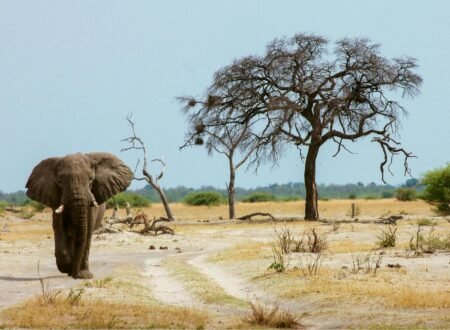 Luxury Tanzania Safari Packages: Serengeti, Ngorongoro & Tarangire 2026, 2027 & 2028