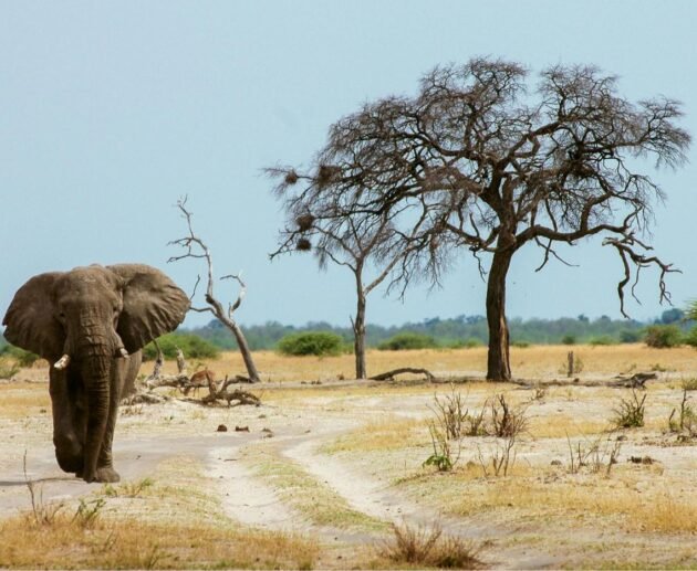 Luxury Tanzania Safari Packages: Serengeti, Ngorongoro & Tarangire 2026, 2027 & 2028