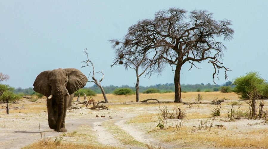 Luxury Tanzania Safari Packages: Serengeti, Ngorongoro & Tarangire 2026, 2027 & 2028