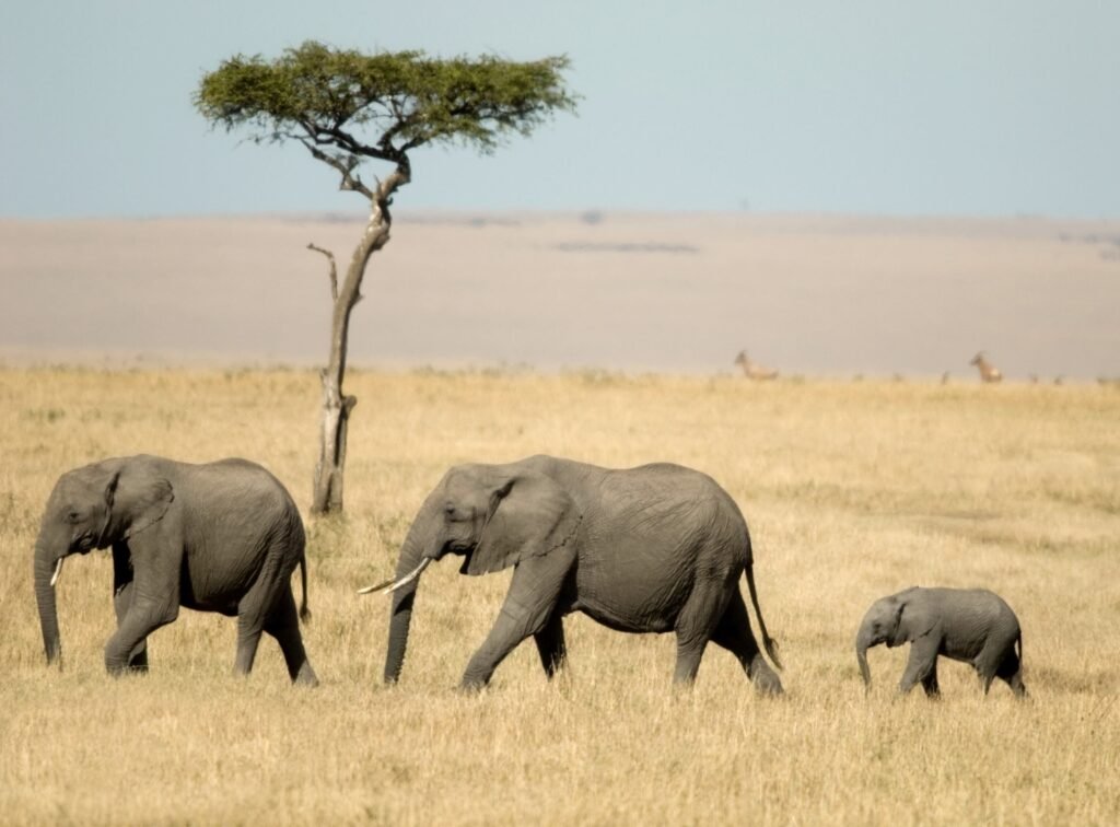 Top Luxury Safari Lodges in Serengeti and Ngorongoro 2026, 2027 & 2028