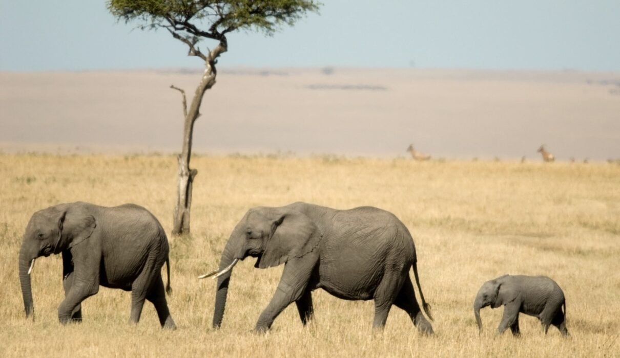Top Luxury Safari Lodges in Serengeti and Ngorongoro 2026, 2027 & 2028