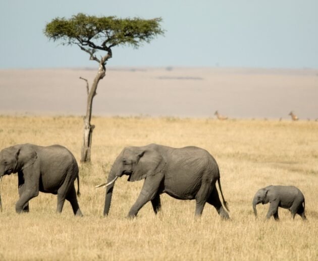 Top Luxury Safari Lodges in Serengeti and Ngorongoro 2026, 2027 & 2028