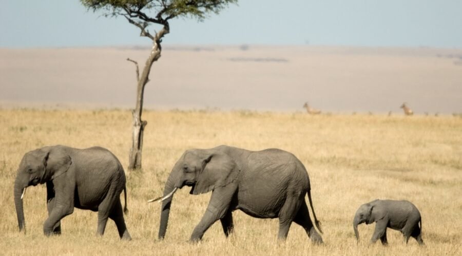 Top Luxury Safari Lodges in Serengeti and Ngorongoro 2026, 2027 & 2028