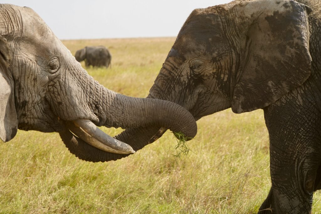 How Much Does a Tanzania Safari Cost in 2026, 2027 & 2028?