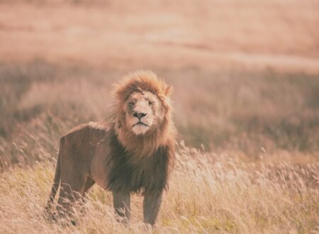 Guidelines for Carrying Government Trophies to Tanzania 2026, 2027 & 2028