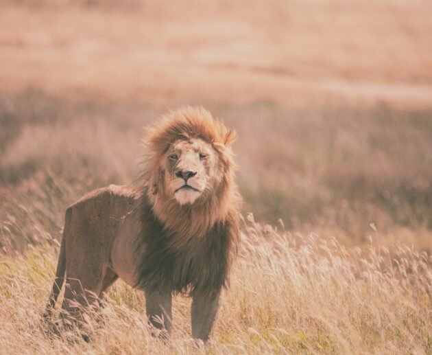 Guidelines for Carrying Government Trophies to Tanzania 2026, 2027 & 2028